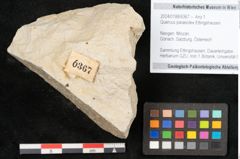 Foto (Objekt + Etikett) von Quercus palaeoilex Ettingshausen (NHMW-GEO-2024-0188-6367)
